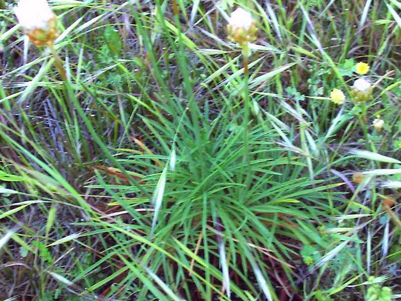 Armeria pungens
